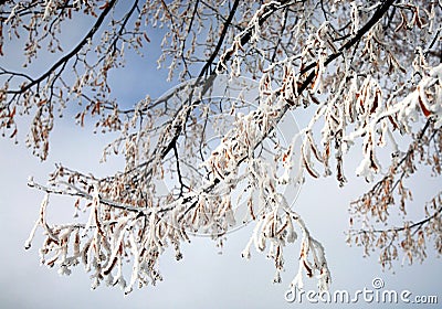 Winter Frost Stock Photo