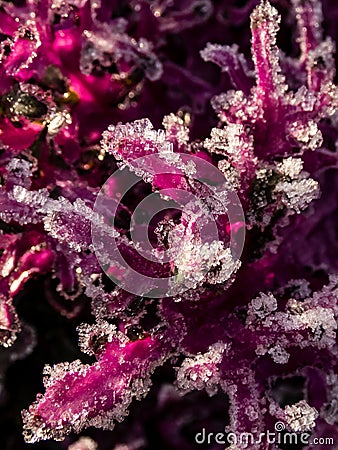 Winter frost and ice on Brassica Ornamental Cabbage leaves on a sunny day Stock Photo