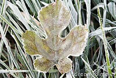 Winter frost on leaf Stock Photo