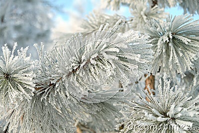 Winter frost pine branch Stock Photo