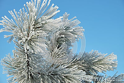 Winter frost pine branch Stock Photo