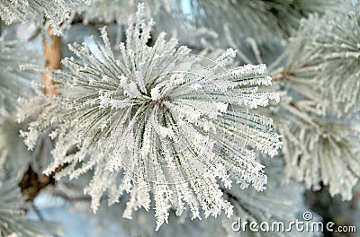 Winter frost pine branch Stock Photo