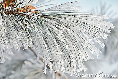 Winter frost pine branch Stock Photo