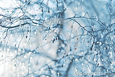 Winter frost tree closeup Stock Photo