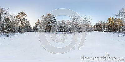 Winter full spherical hdri panorama 360 degrees angle view on path in snowy pinery forest in equirectangular projection. VR AR Stock Photo