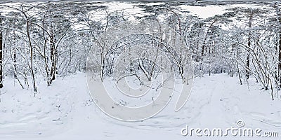 Winter full spherical hdri panorama 360 degrees angle view on path in snowy pinery forest in equirectangular projection. VR AR Stock Photo