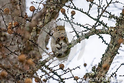 Winter fur Japanese squirrel eating larch pinecones. Stock Photo