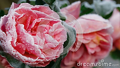 Winter in the garden. Hoarfrost on the petals of pink rose, the first frost. Stock Photo