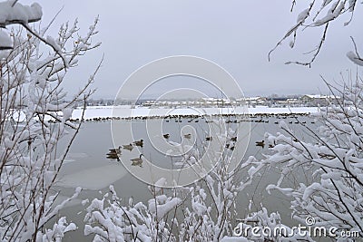 Winter Geese Lake Stock Photo