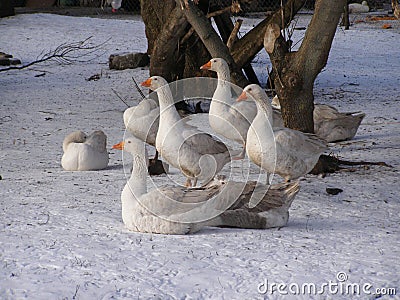 Winter geese in village Stock Photo