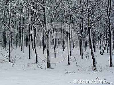 Winter graphics Stock Photo