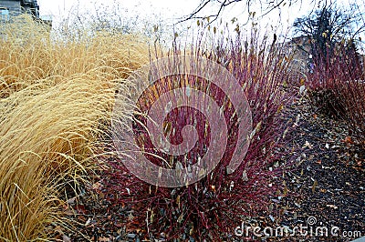 Winter grasses red twig dogwood yellow switchgrass Stock Photo