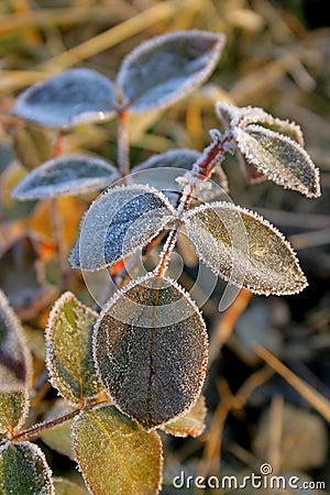 Winter Green Rose leaves Stock Photo