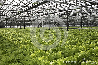 Winter greenhouse. Growing environmentally friendly salad Stock Photo