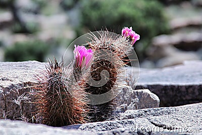 Winter Hardy Opuntia Stock Photo