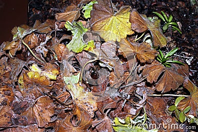 Winter has come and the flowers and leaves freeze at night Stock Photo