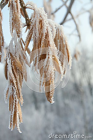 Winter hoar-frost leaves Stock Photo