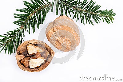 Winter holiday decoration: fraser fir twig and organic raw walnuts isolated on white Stock Photo