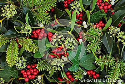 Winter Holly Ivy and Mistletoe Background Stock Photo