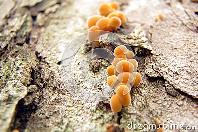 Winter honey agaric on the tree. Flammulina velutipes is a kind of mushrooms growing in the cold. Honey agarics grow in late Stock Photo
