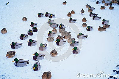 Ducks and drakes are sittingon the snow/ Stock Photo