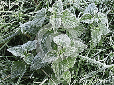 Winter impression: frost-covered nettle Stock Photo