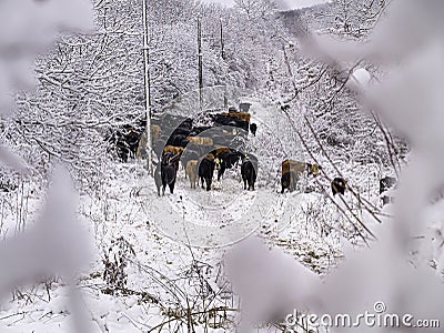 Winter itself. Snow and heavy tree branches. Cows in the snow. Stock Photo