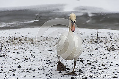 Winter Land Snow white swan Bird walk ice lake 2 Stock Photo