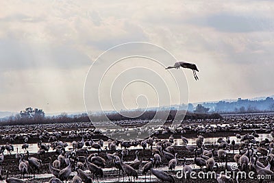 Winter Landing bird Stock Photo