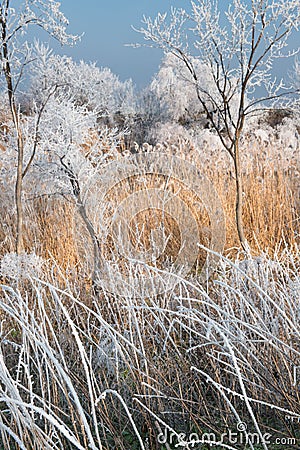 Winter landscape Stock Photo