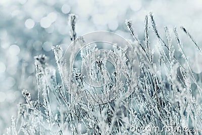 Winter landscape or background of blue flowers in the snow and frost on a cold day. Macro nature. Beautiful snowbound meadow. Stock Photo