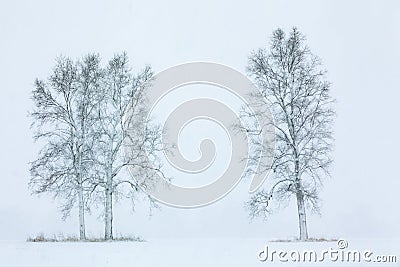 Winter Fog Snow Flocked Bare Trees Stock Photo