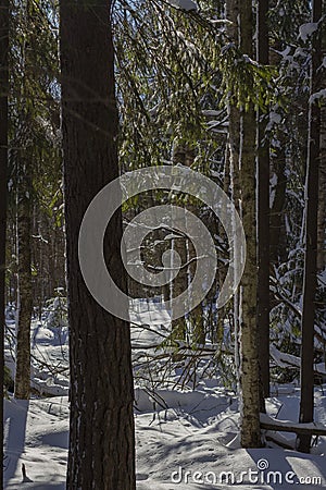 Winter landscape behind tree trunks Stock Photo