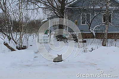 Winter landscape. The cat on the threshold. A lot of snow. Waiting for the hosts. Coldly. Hunger. Stock Photo