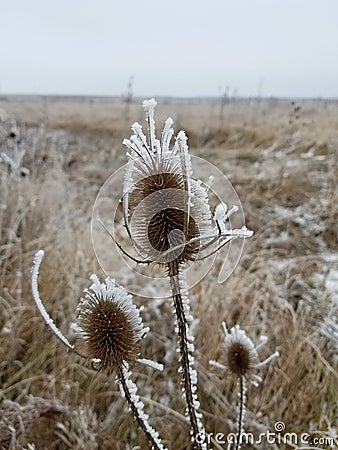 Wilted thistle in a frozen field Stock Photo