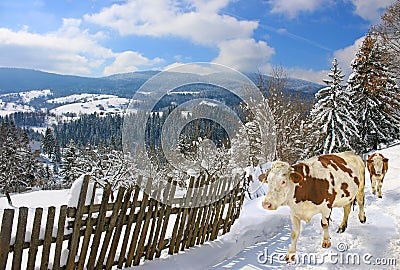 Winter landscape with domestic cows Stock Photo