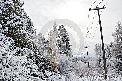 Electric poles and trees covered with snow in winter Stock Photo
