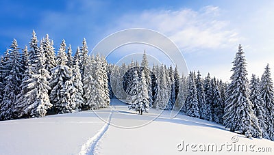 Winter landscape with fair trees under the snow. Scenery for the tourists. Christmas holidays. Stock Photo