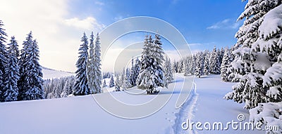 Winter landscape with fair trees under the snow. Scenery for the tourists. Christmas holidays. Stock Photo
