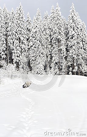 Winter landscape in fir forest on glade with playful dog siberian husky lying on the back and path with footprints in snow Stock Photo