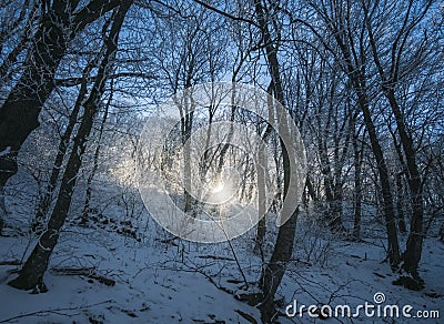 Winter landscape in the forest and the low dawn sun breaks through the forest thicket between tree trunks Stock Photo