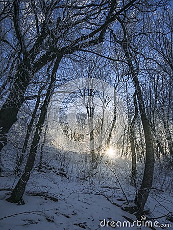 Winter landscape in the forest and the low dawn sun breaks through the forest thicket between tree trunks Stock Photo