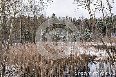 Winter landscape of the forest river. Reflection in the water and reeds in the snow Stock Photo