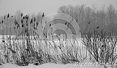 Winter landscape Glyceria maxima Stock Photo