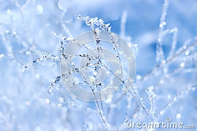 Winter landscape grass in frost on a snowy field at sunrise. Christmas background Stock Photo