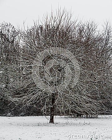 Winter landscape, lone snowy tree, white snow, gray sky Stock Photo