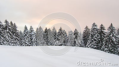 Winter landscape with lots of snow and snowy pines Stock Photo