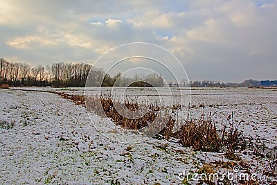 Meadow under snow with a ditch with reed and shrubs and bare trees behind in Bourgoyen nature reserve, Ghent, Belgium Stock Photo