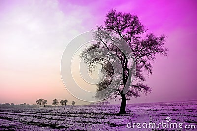 Winter landscape in morning,snow and tree with Ultra Violet tone Stock Photo