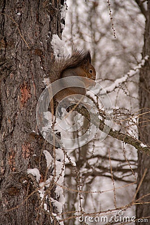 On a snow-covered tree among the branches sits an adult squirrel Stock Photo
